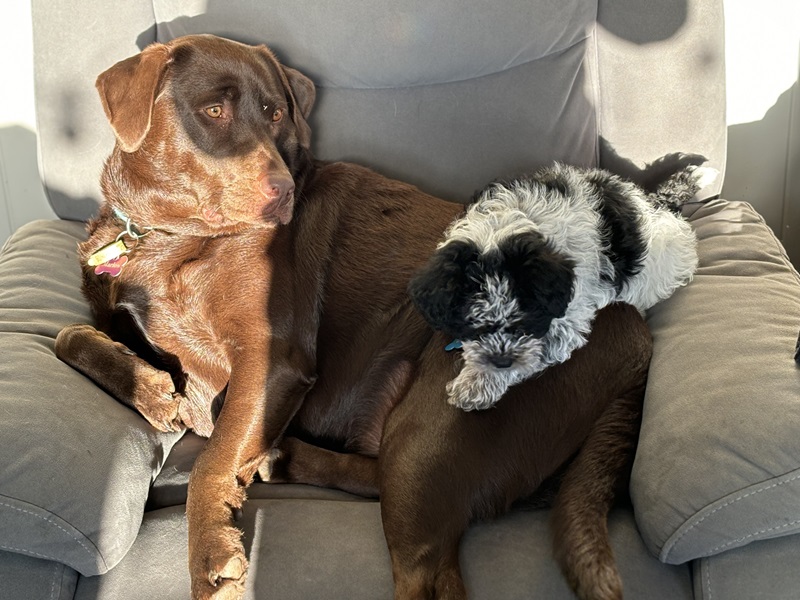 Our big lab Marlow is always looking after our new puppy Otis - Thank you Gypzy for this pawesome photo!